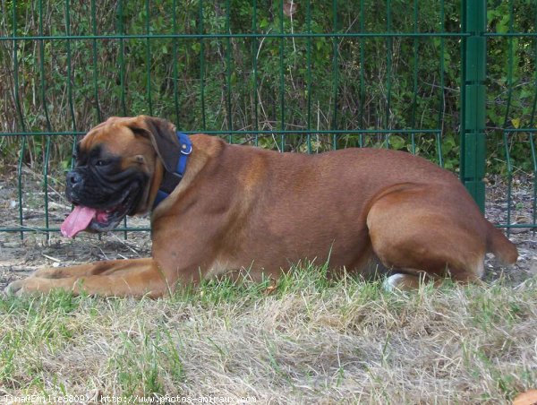 Photo de Boxer