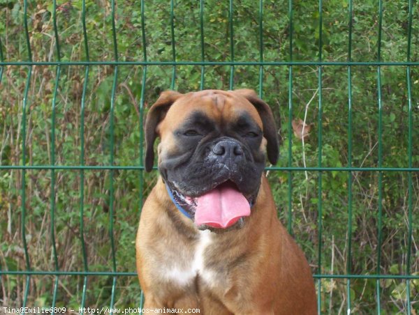 Photo de Boxer