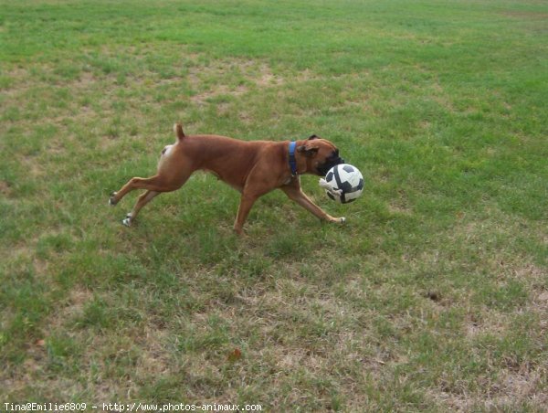 Photo de Boxer