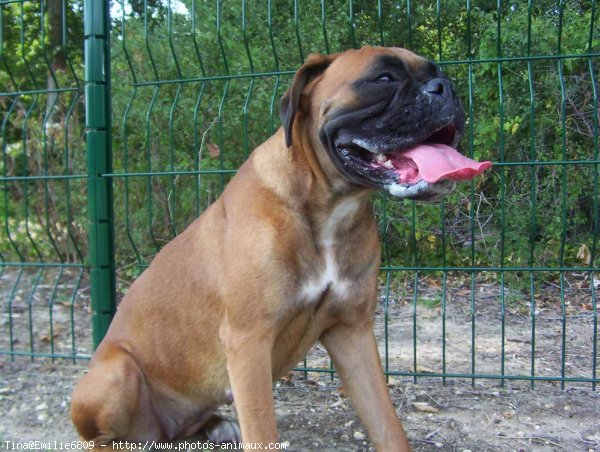 Photo de Boxer