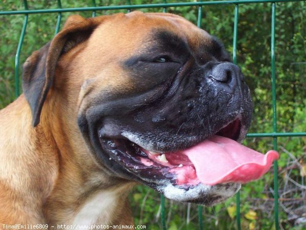 Photo de Boxer