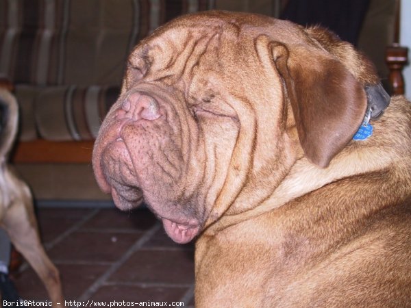 Photo de Dogue de bordeaux