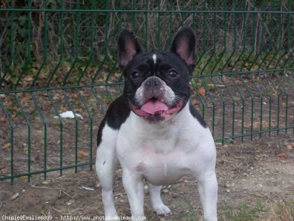 Photo de Bouledogue franais