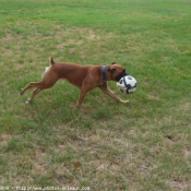 Photo de Boxer