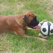 Photo de Boxer