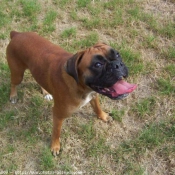 Photo de Boxer