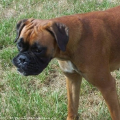 Photo de Boxer