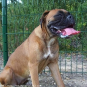 Photo de Boxer