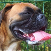 Photo de Boxer