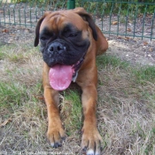 Photo de Boxer