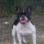 Photo de Bouledogue franais