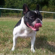 Photo de Bouledogue franais