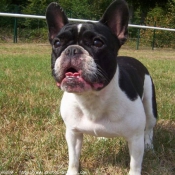 Photo de Bouledogue franais