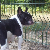 Photo de Bouledogue franais