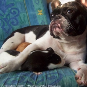 Photo de Bouledogue franais