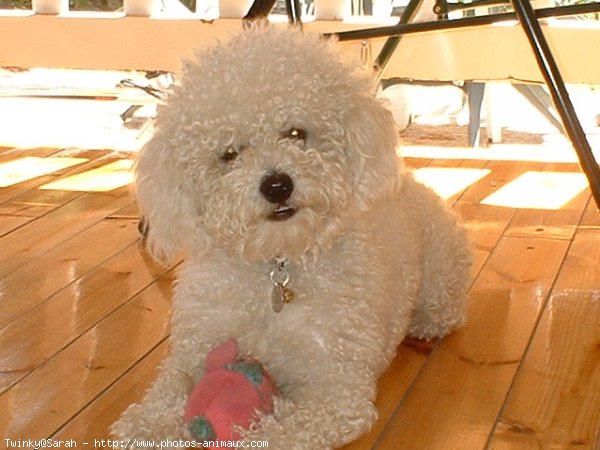 Photo de Bichon  poil fris