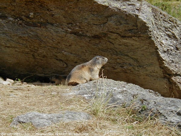 Photo de Marmotte