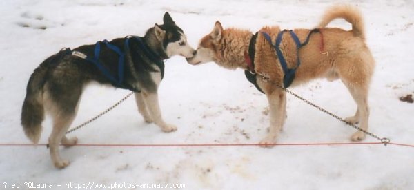 Photo de Husky siberien