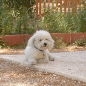 Photo de Bichon  poil fris