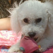 Photo de Bichon  poil fris