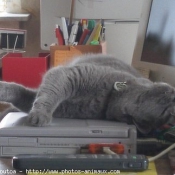 Photo de Chartreux