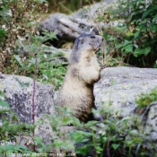 Photo de Marmotte