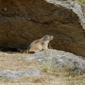 Photo de Marmotte