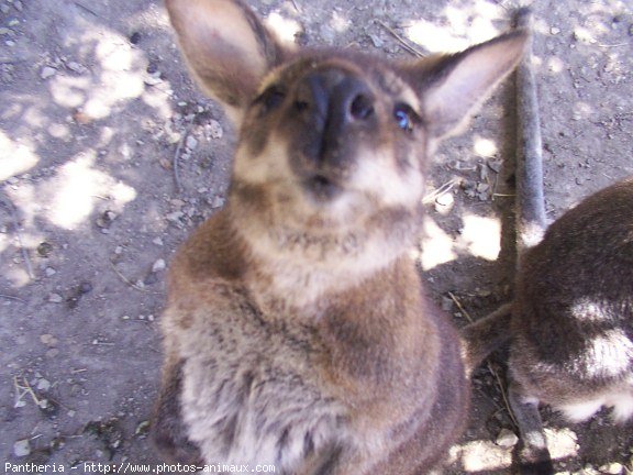 Photo de Wallaby