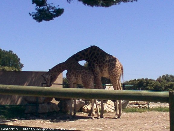 Photo de Girafe