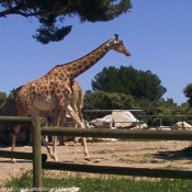 Photo de Girafe