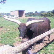 Photo de Watusi