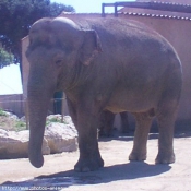 Photo d'Elphant d'asie