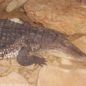 Photo de Crocodile