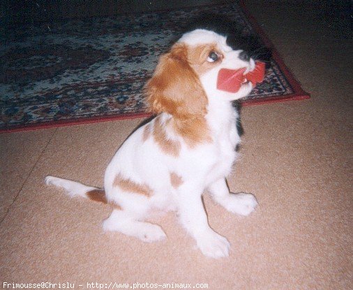 Photo de Cavalier king charles spaniel