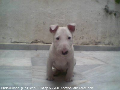 Photo de Bull terrier miniature