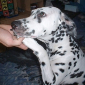 Photo de Dalmatien