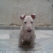 Photo de Bull terrier miniature