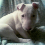 Photo de Bull terrier miniature