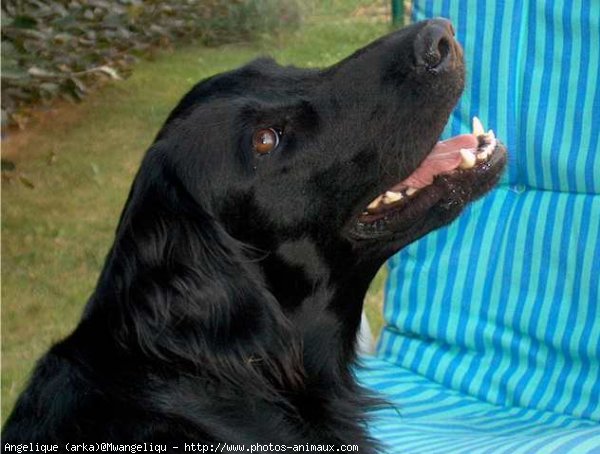 Photo de Retriever  poil plat