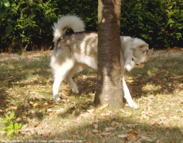 Photo de Husky siberien