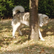 Photo de Husky siberien