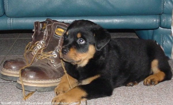 Photo de Rottweiler