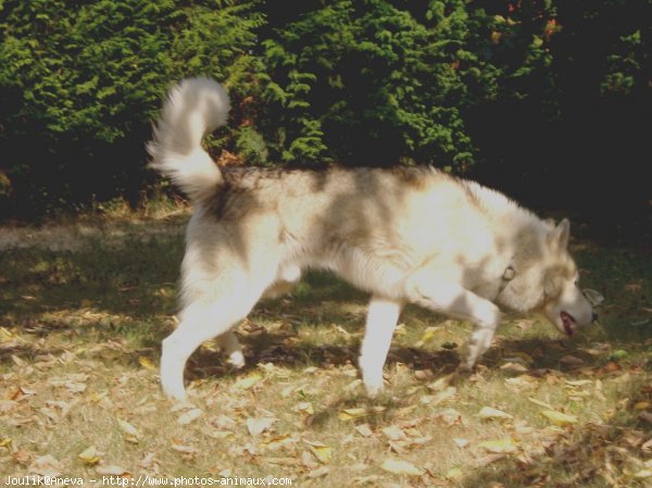 Photo de Husky siberien