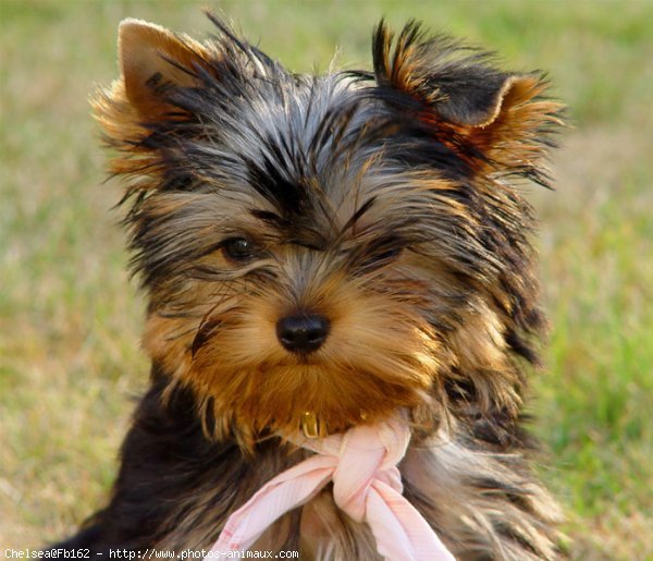 Photo de Yorkshire terrier