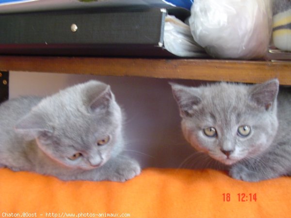 Photo de Chartreux