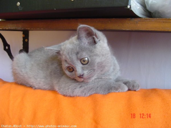 Photo de Chartreux