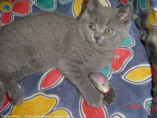 Photo de Chartreux