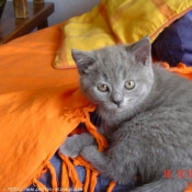 Photo de Chartreux