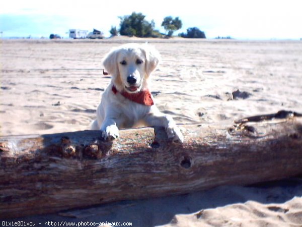 Photo de Golden retriever