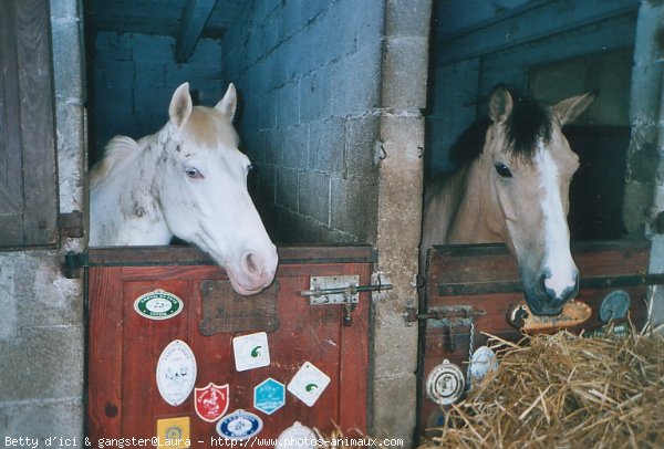 Photo de Races diffrentes